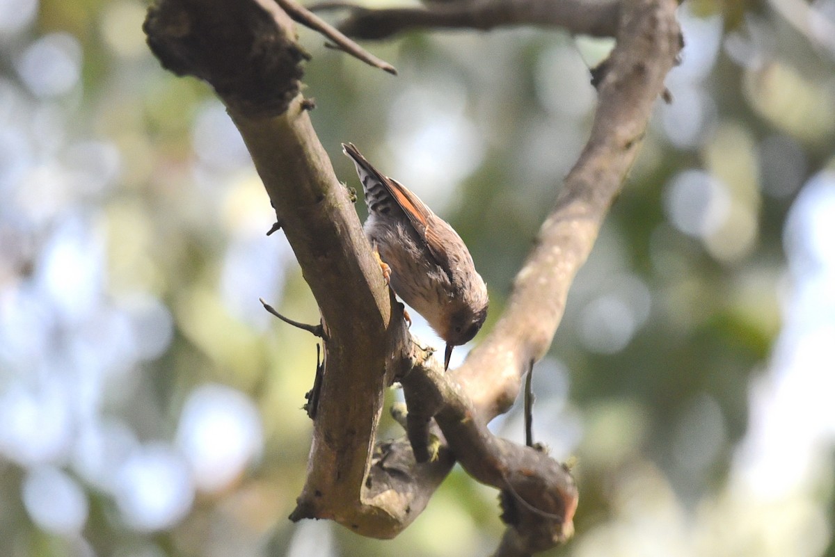 Varied Sittella - Christopher Brown