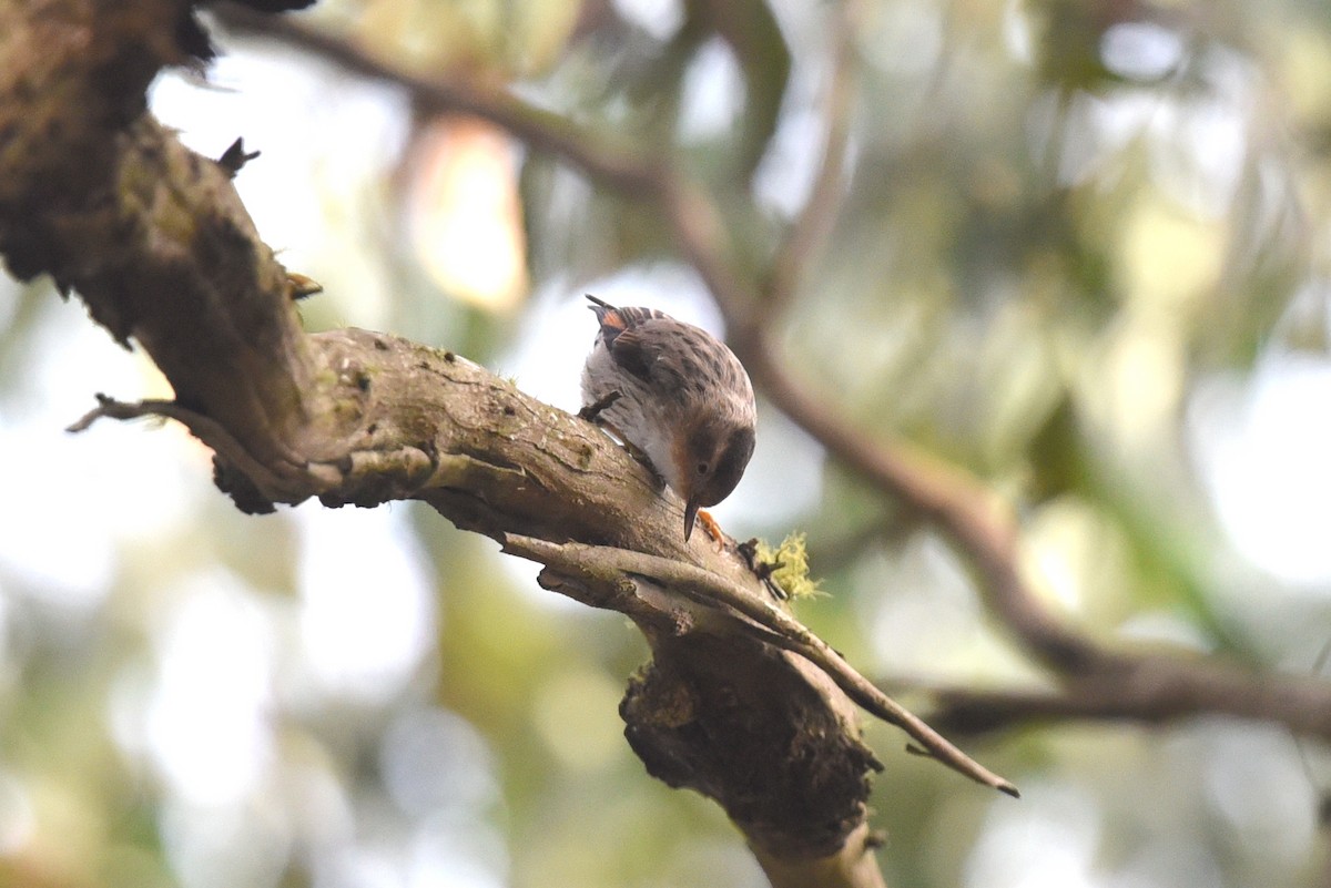 Varied Sittella - Christopher Brown