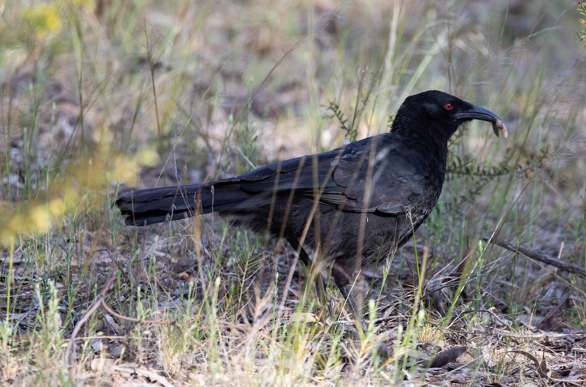 White-winged Chough - ML609365418