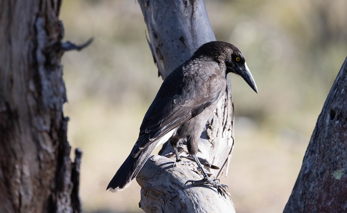 Gray Currawong - ML609365456