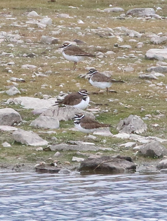 Killdeer - ML609365476