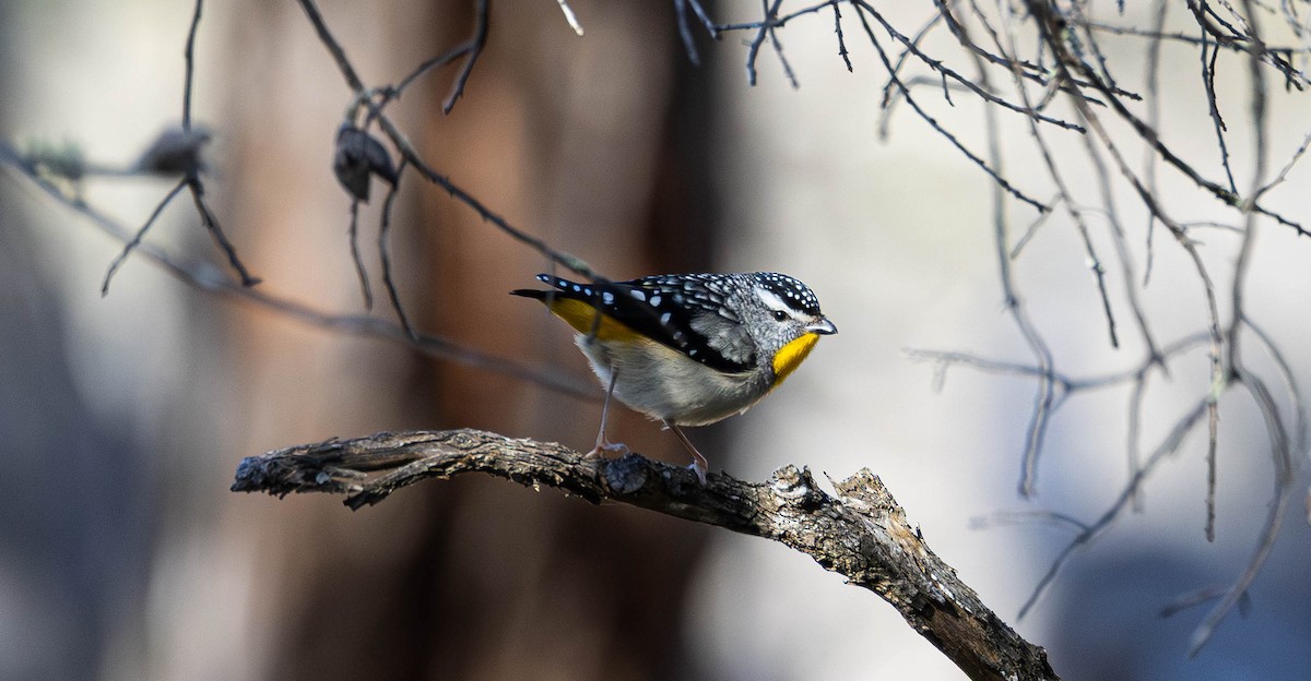 Spotted Pardalote - ML609365478