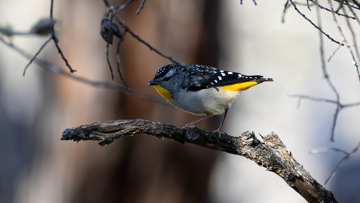 Pardalote pointillé - ML609365479