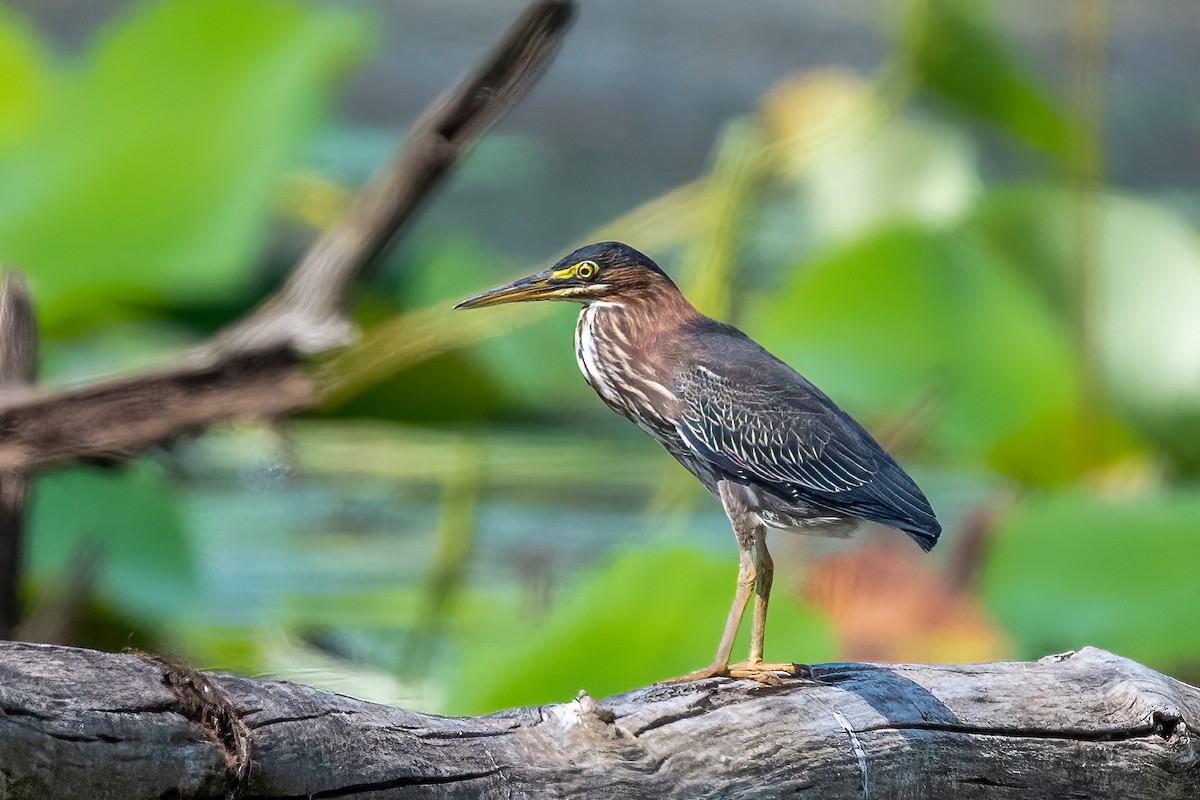 Green Heron - ML609365653