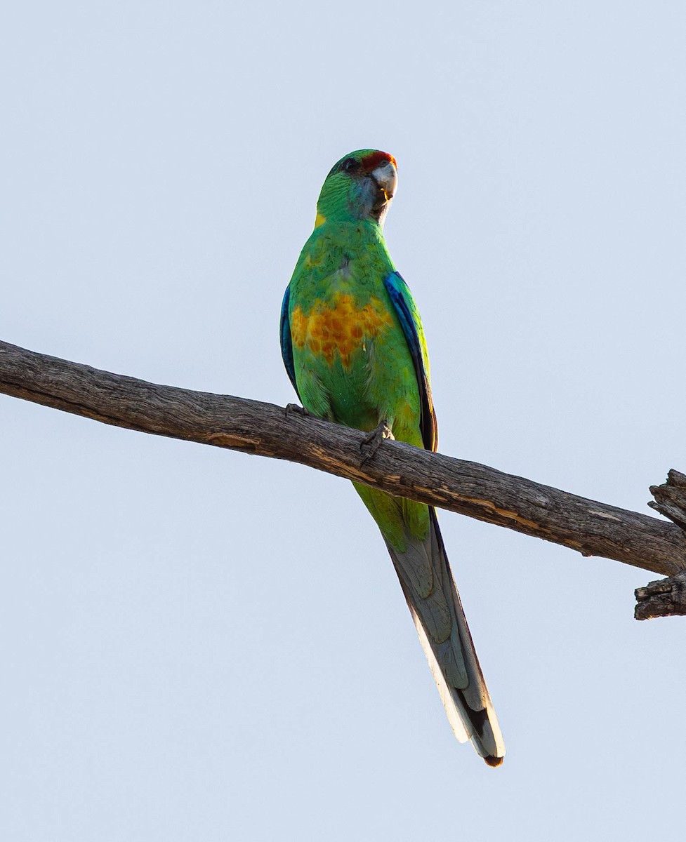 Australian Ringneck - ML609365656