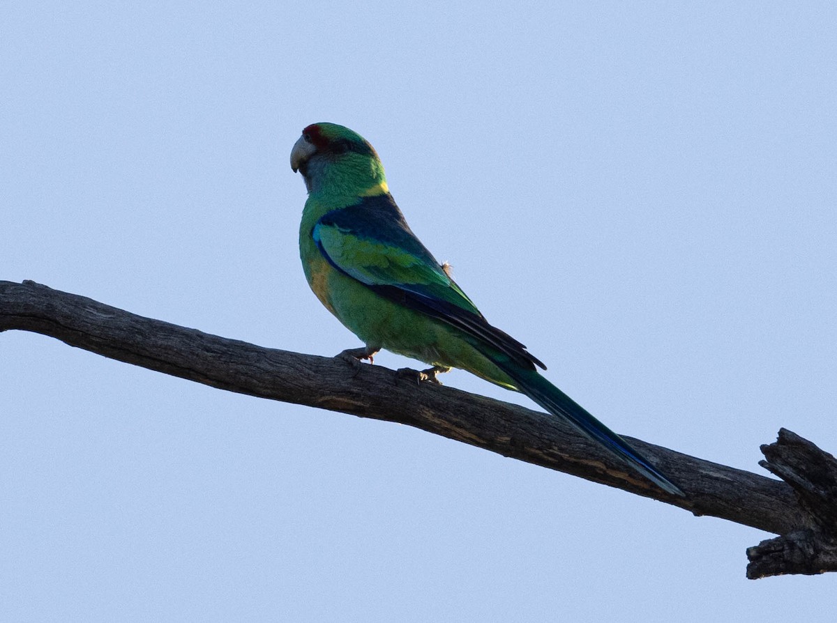 Australian Ringneck - ML609365657