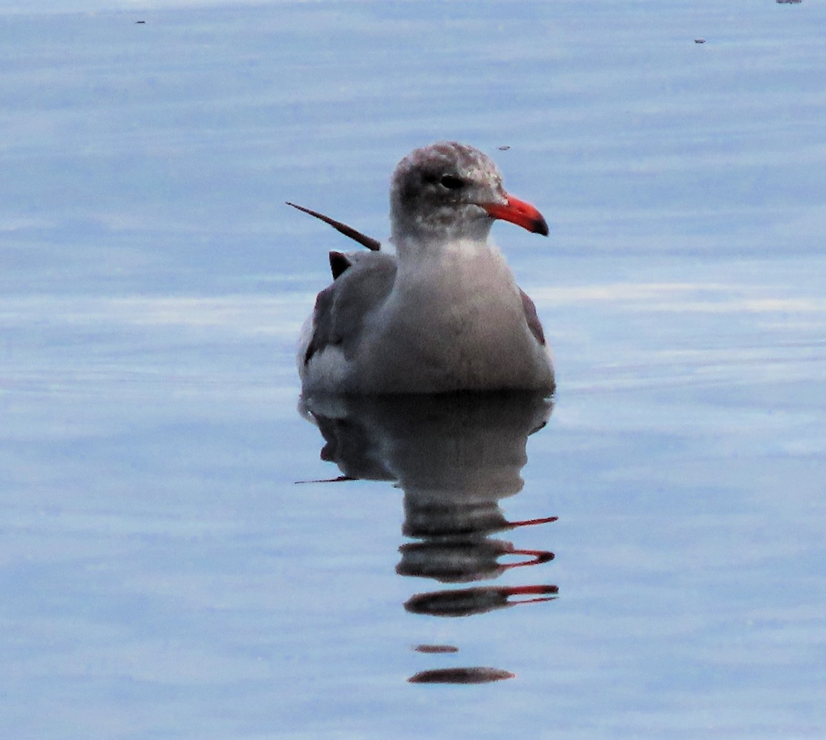 Heermann's Gull - ML609365706