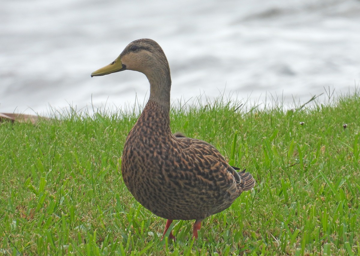 golfand - ML609365727