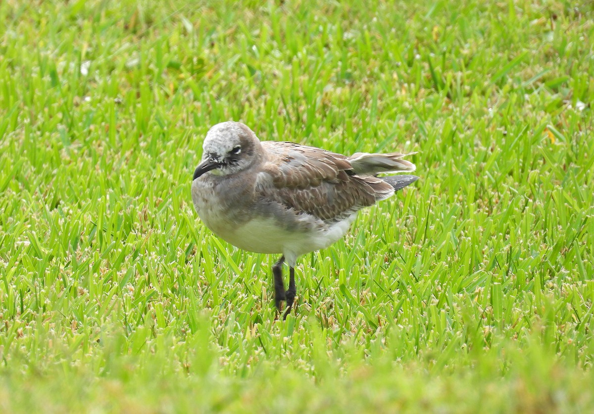 lattermåke - ML609365746