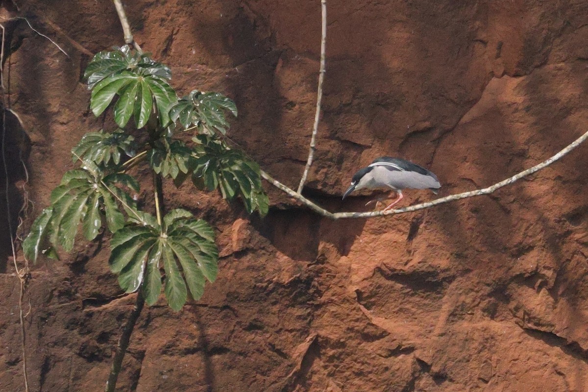 Black-crowned Night Heron - ML609365803