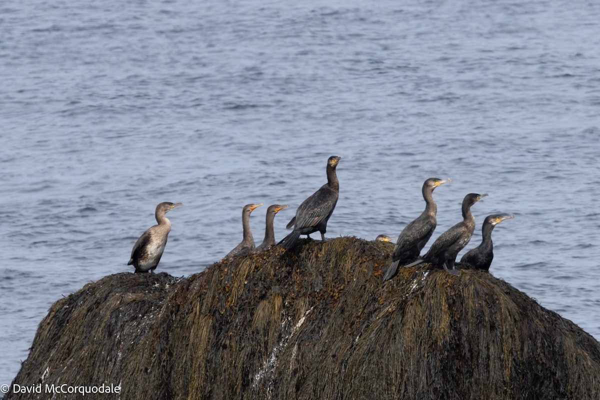 Тураг гогой - ML609365814