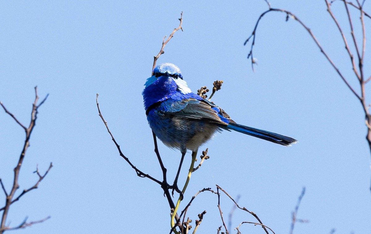 Splendid Fairywren - ML609365827