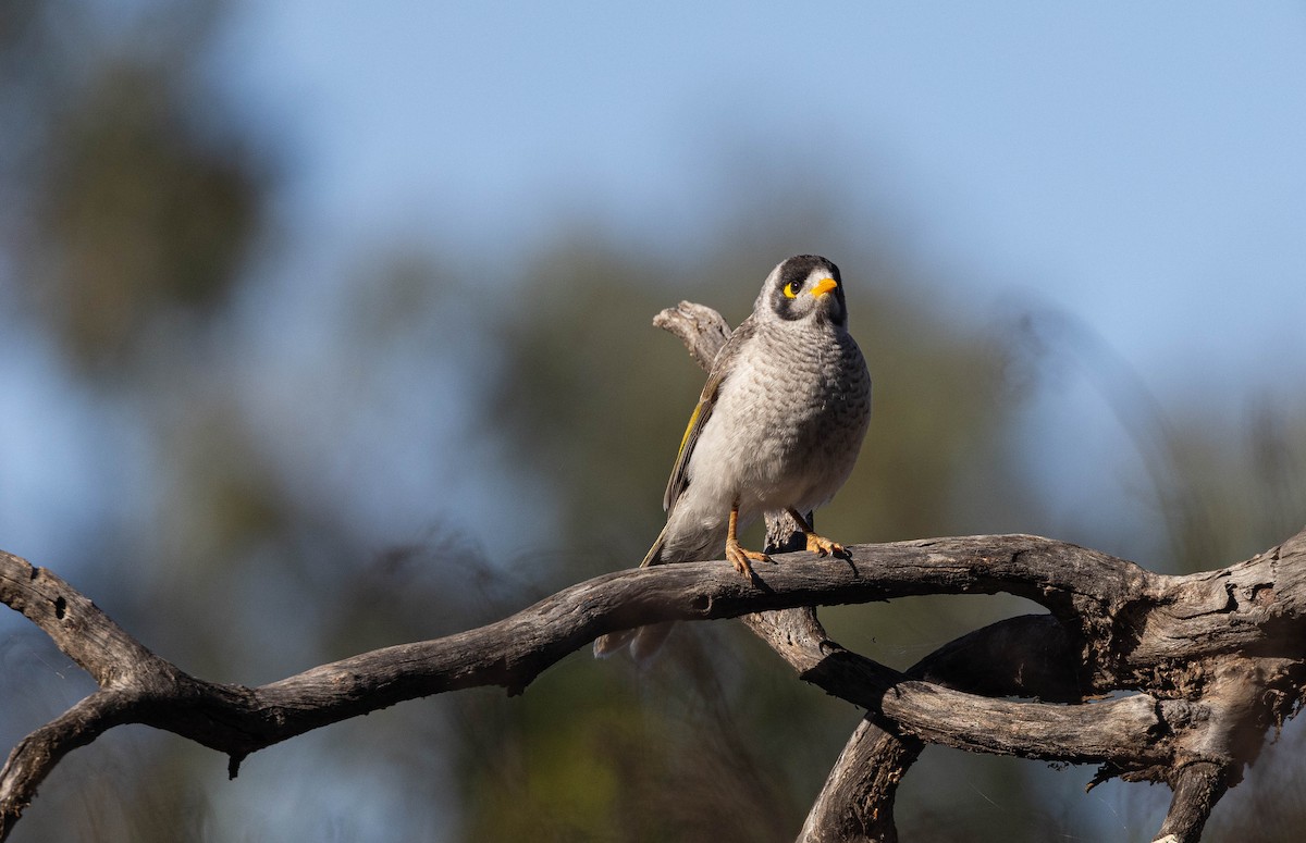 Noisy Miner - ML609365835