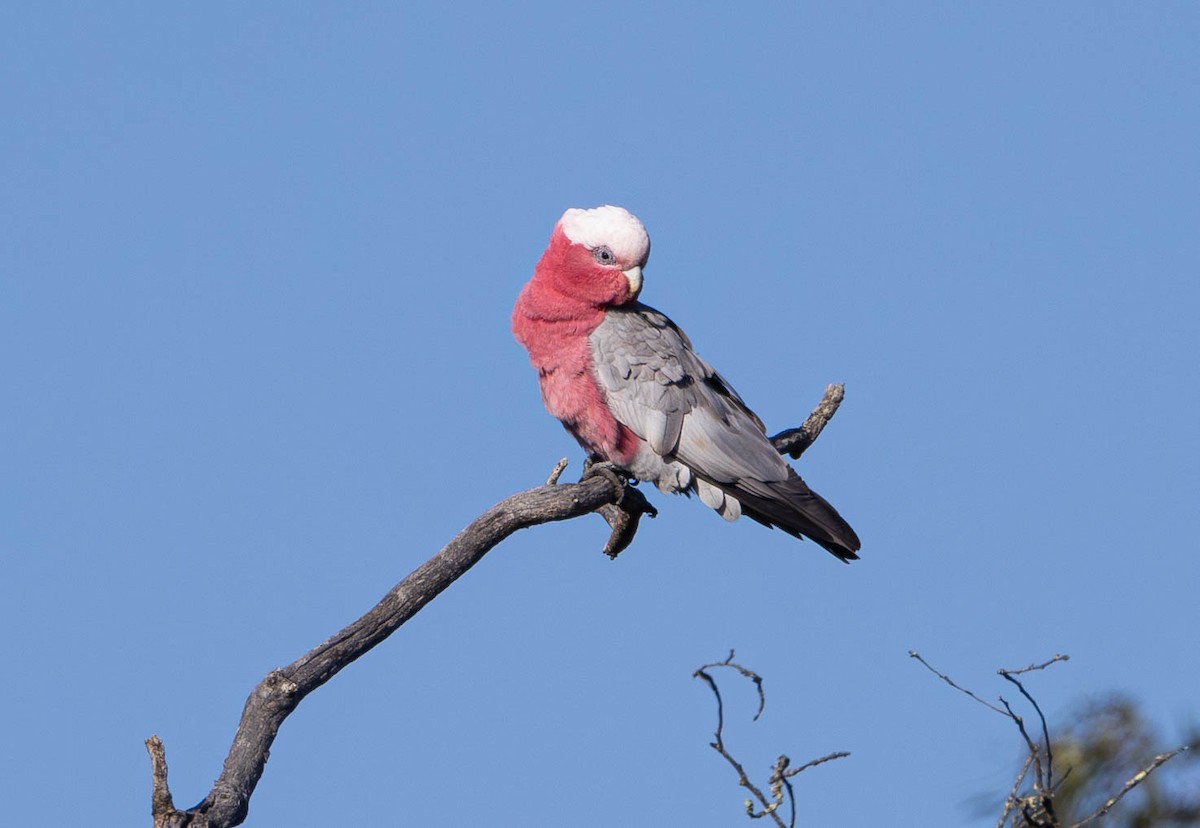 Galah - ML609365841