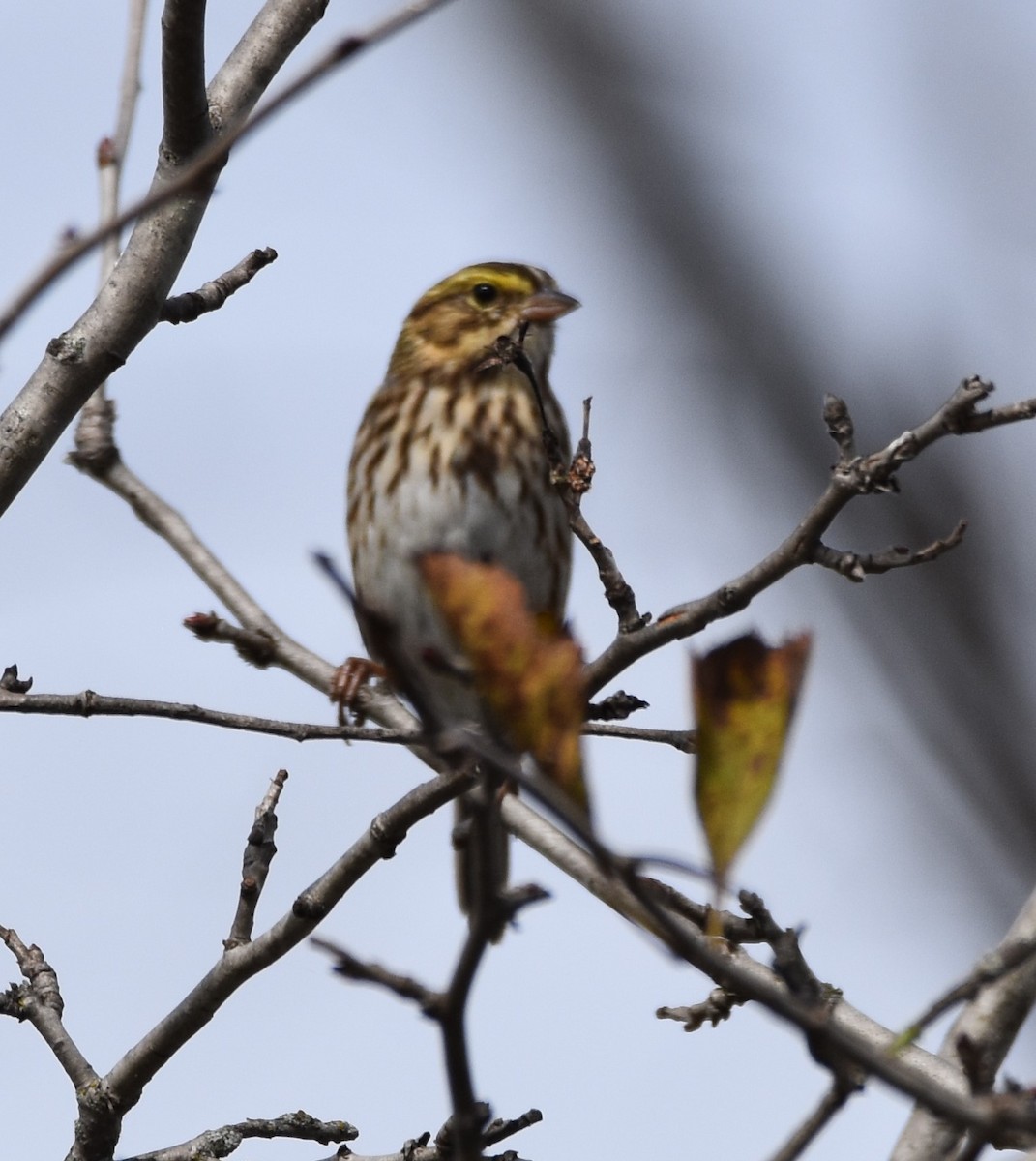 Savannah Sparrow - ML609365854