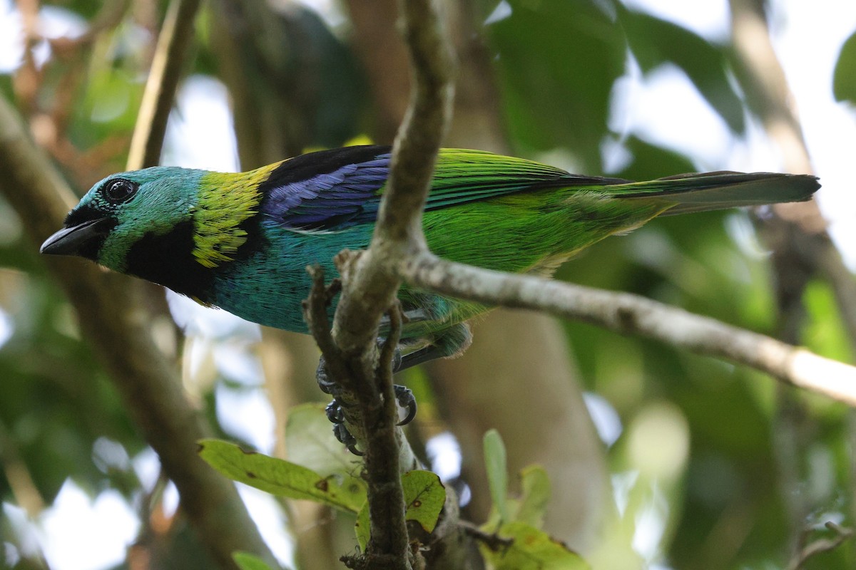 Green-headed Tanager - ML609365855