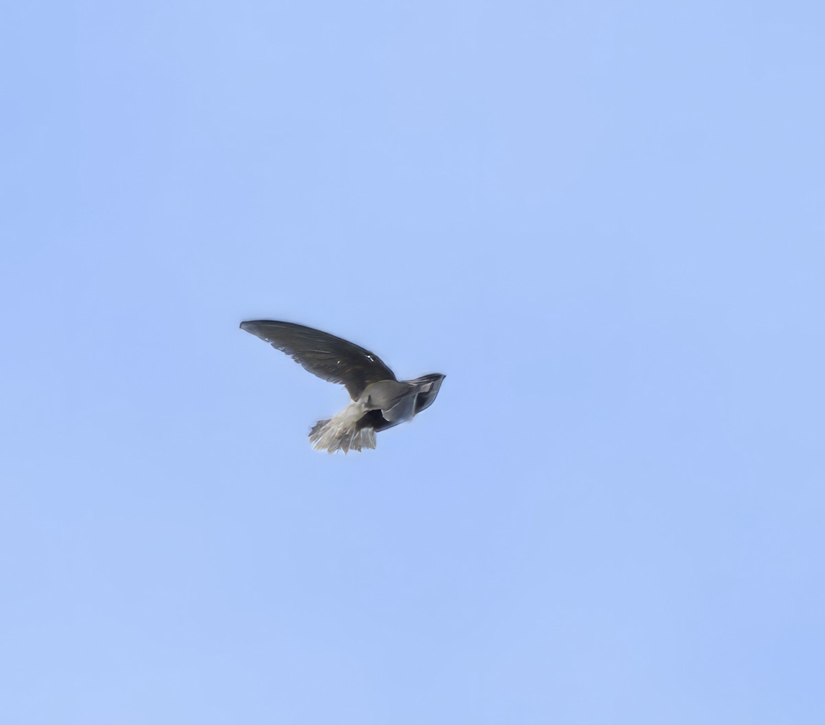 Chimney Swift - Suzanne Zuckerman