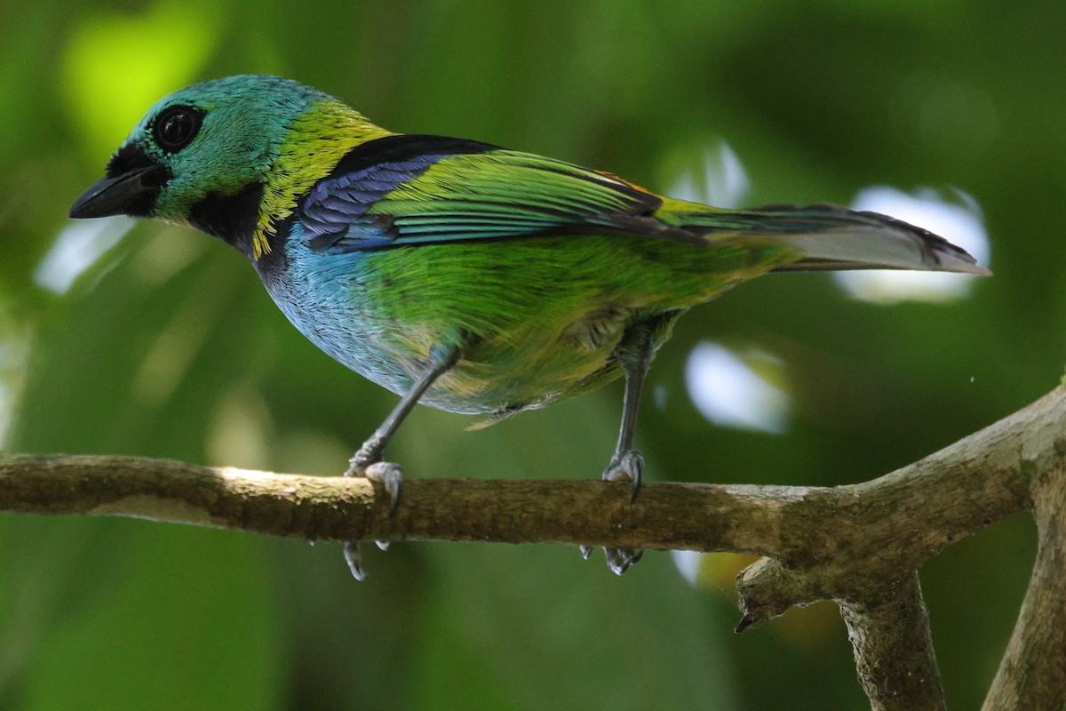 Green-headed Tanager - ML609365918