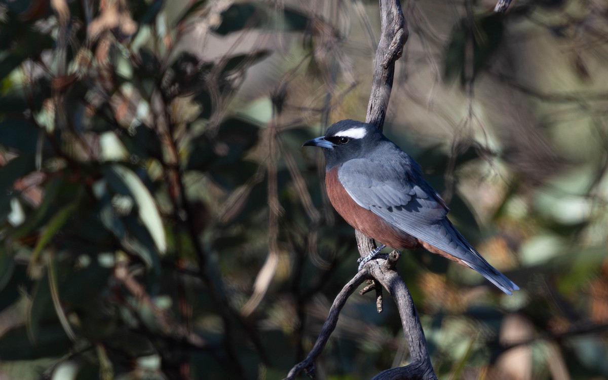 White-browed Woodswallow - ML609365960