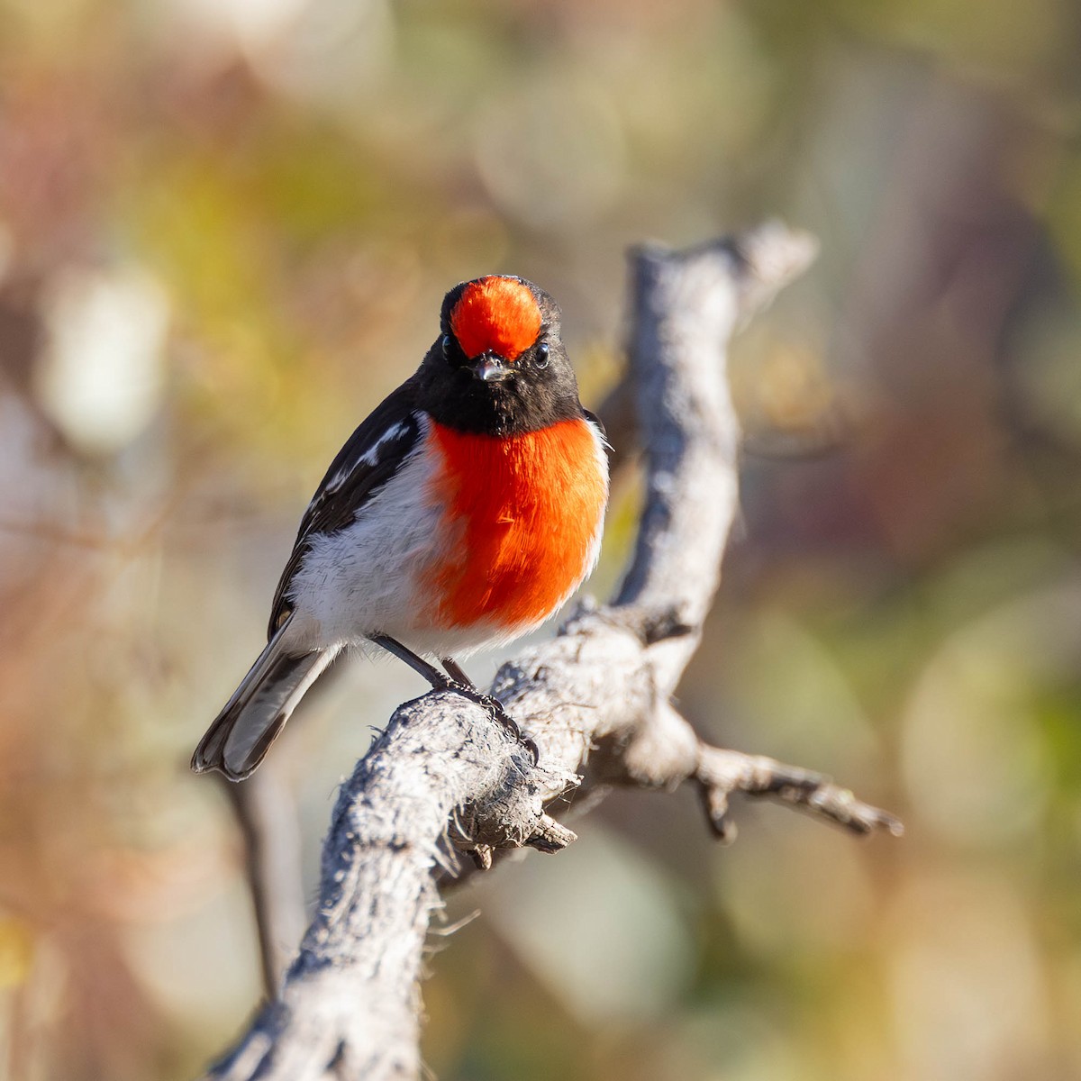 Red-capped Robin - ML609365975