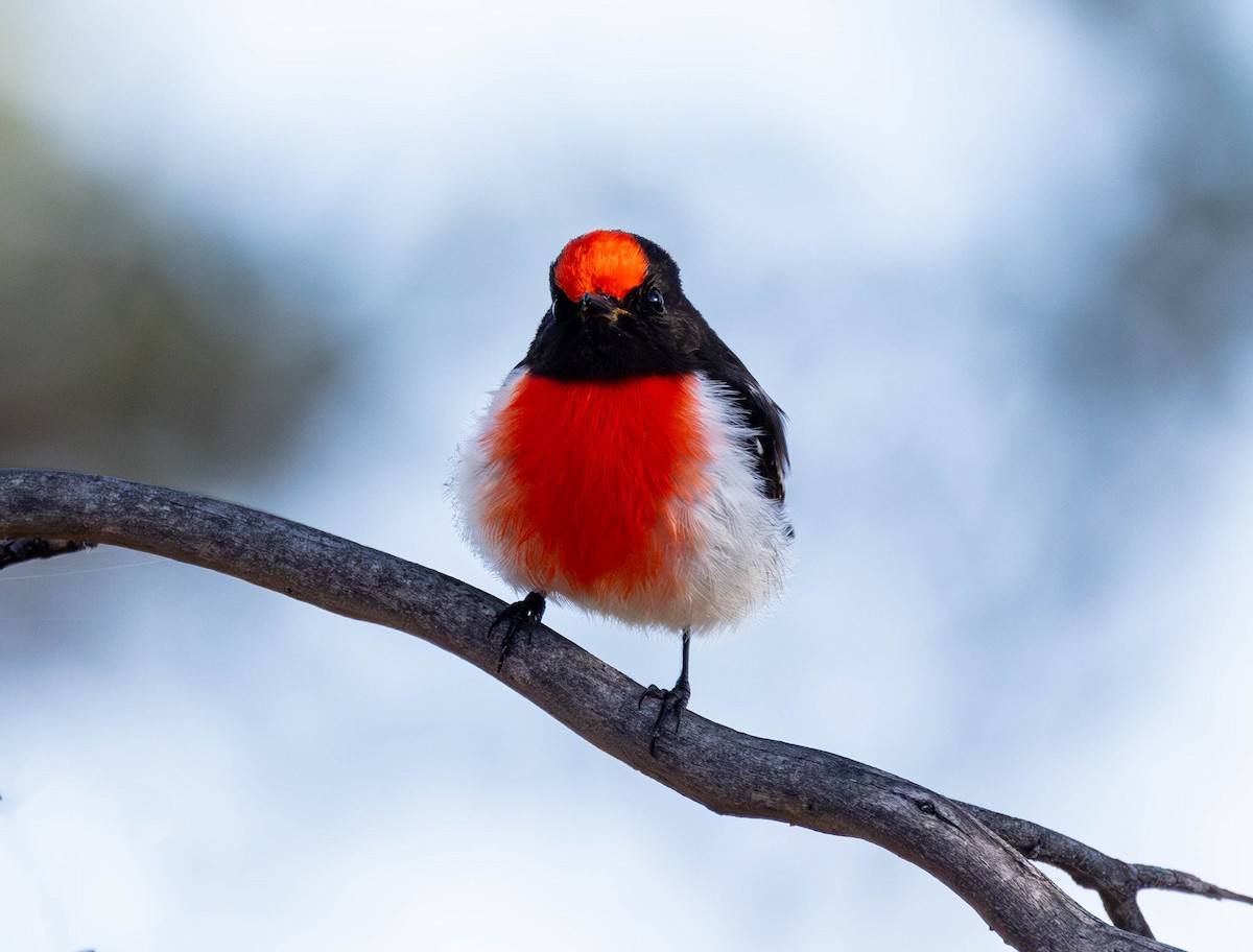 Red-capped Robin - ML609365976