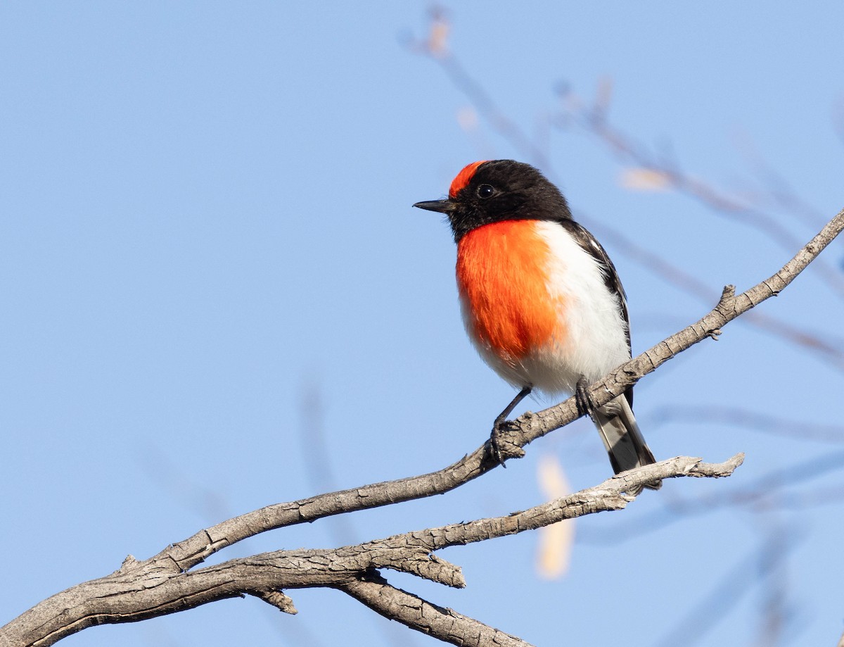 Red-capped Robin - ML609365977