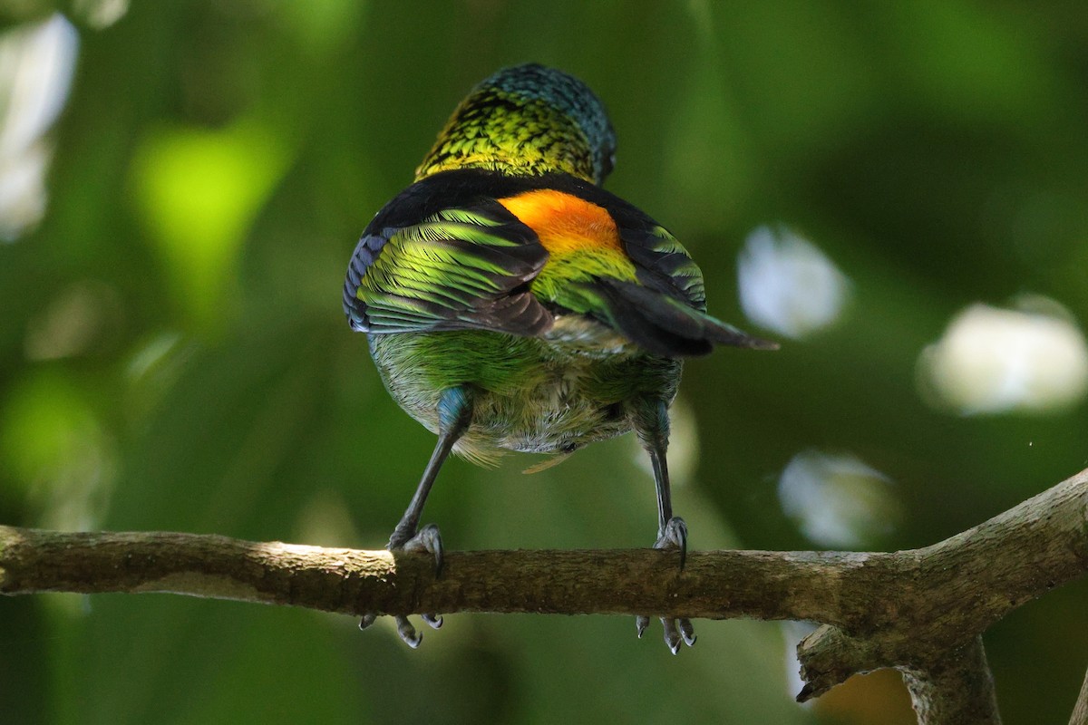 Green-headed Tanager - ML609365980