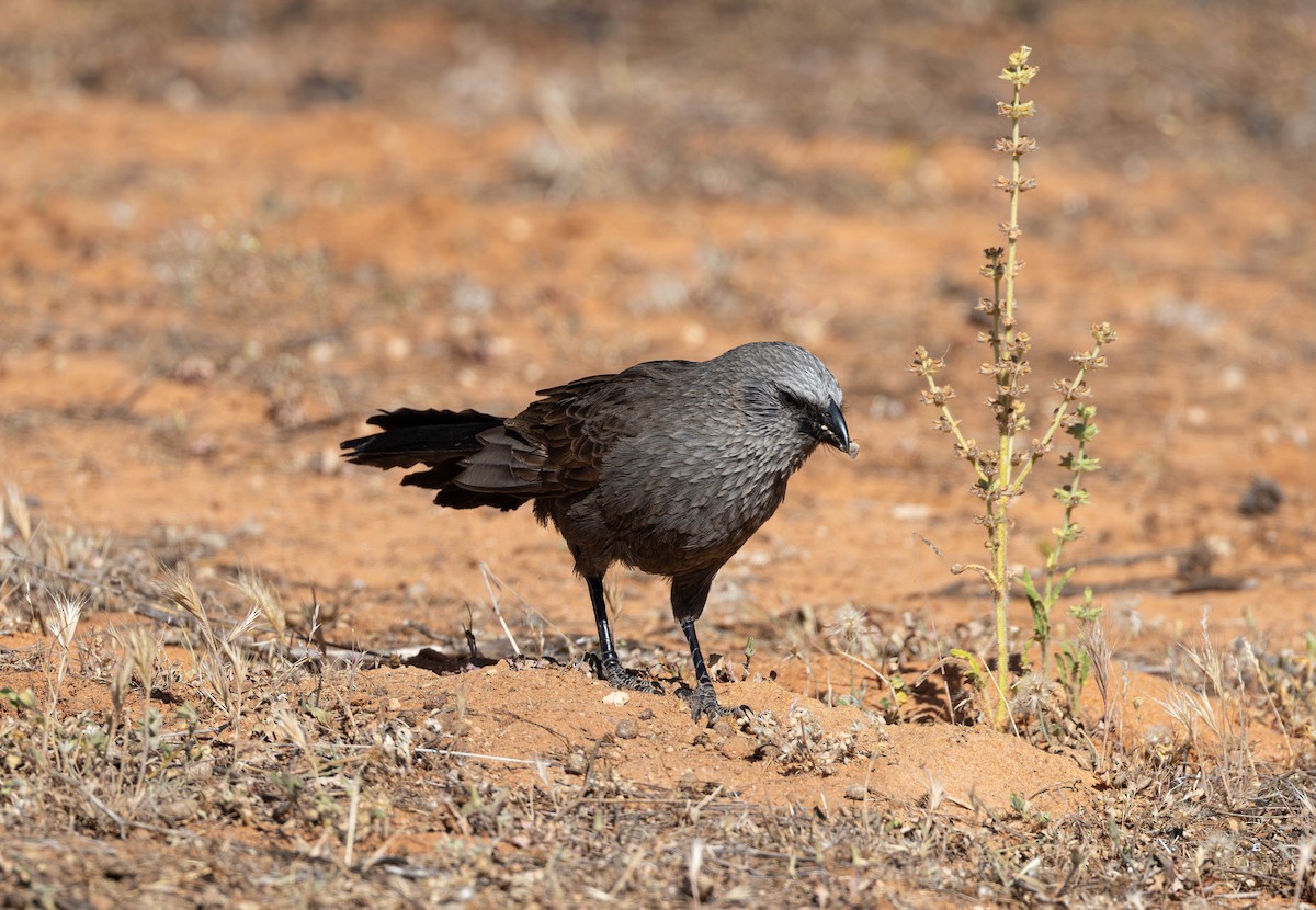 Apostlebird - ML609365988