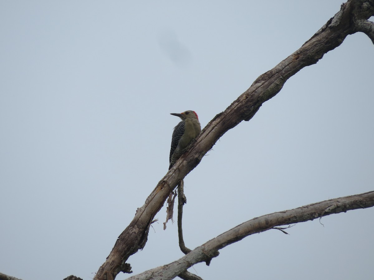 Golden-fronted Woodpecker - Shayan Zirakjou