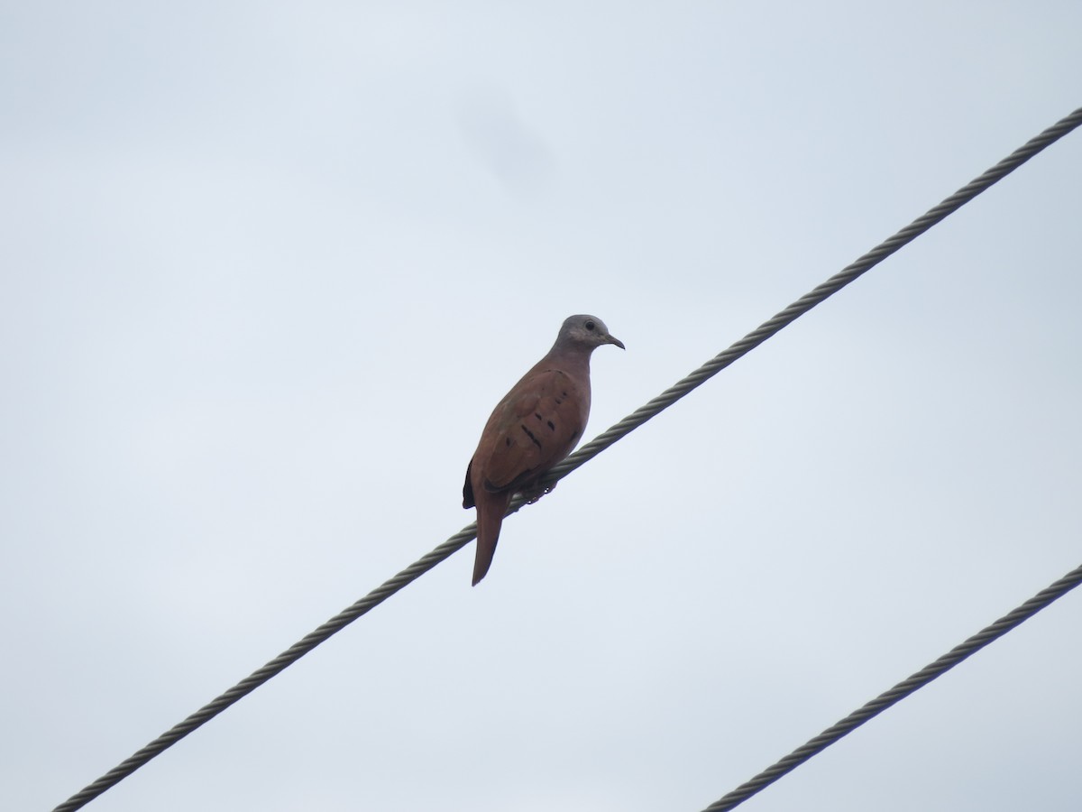 Ruddy Ground Dove - Shayan Zirakjou