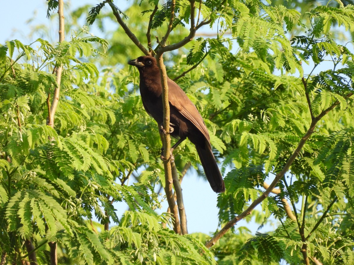 Purplish Jay - Laura Bianchi