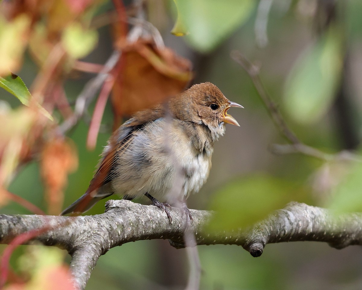 Indigo Bunting - Tom Murray