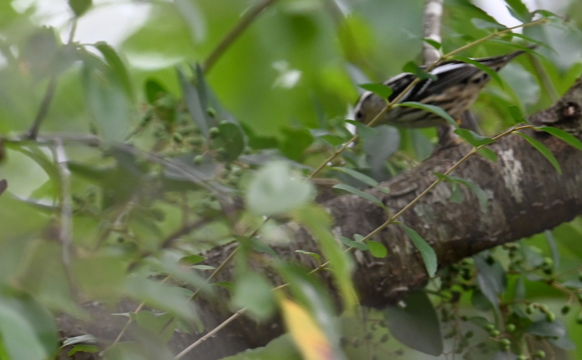 Пісняр строкатий - ML609366327