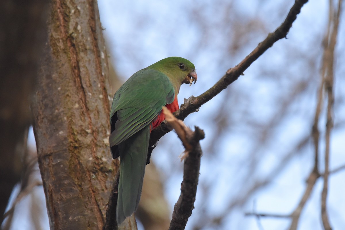 Australian King-Parrot - ML609366387