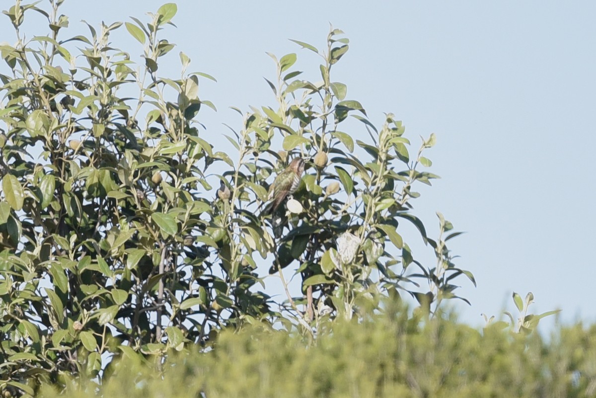 Horsfield's Bronze-Cuckoo - ML609366487