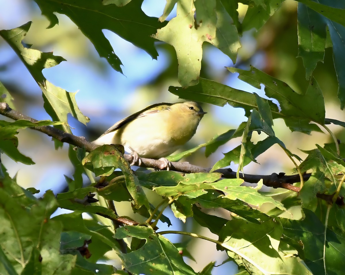 Tennessee Warbler - Suzanne Zuckerman