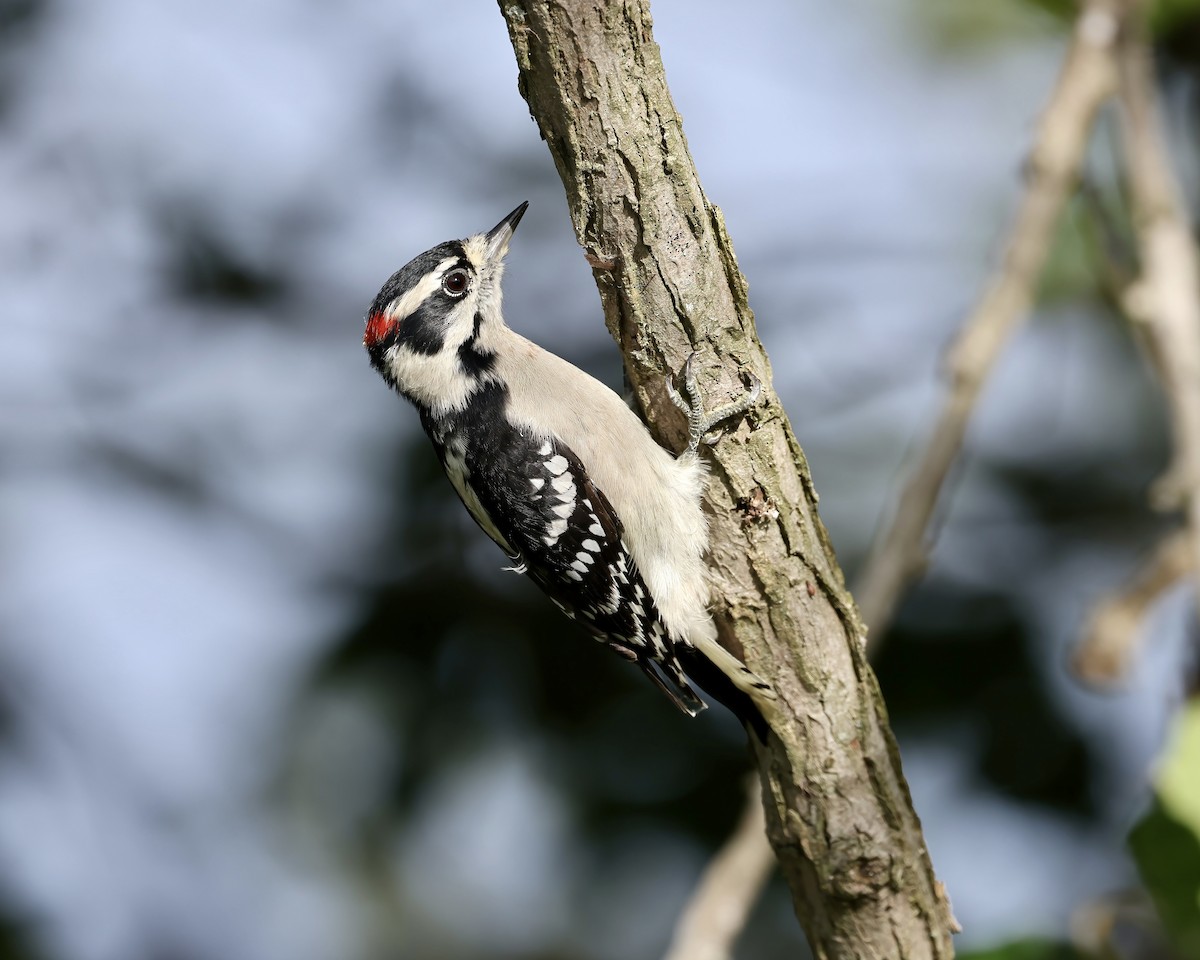 Downy Woodpecker - ML609366647
