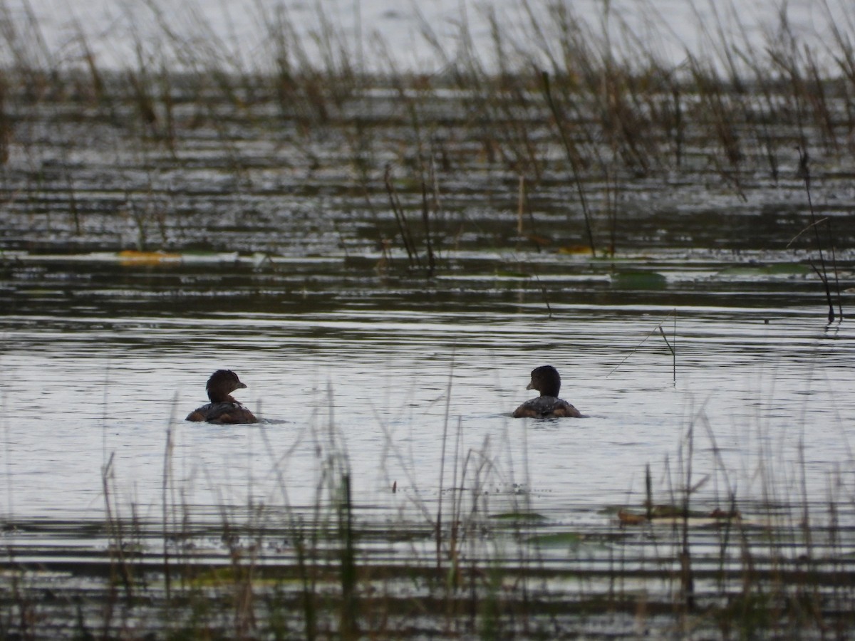Pied-billed Grebe - ML609366732