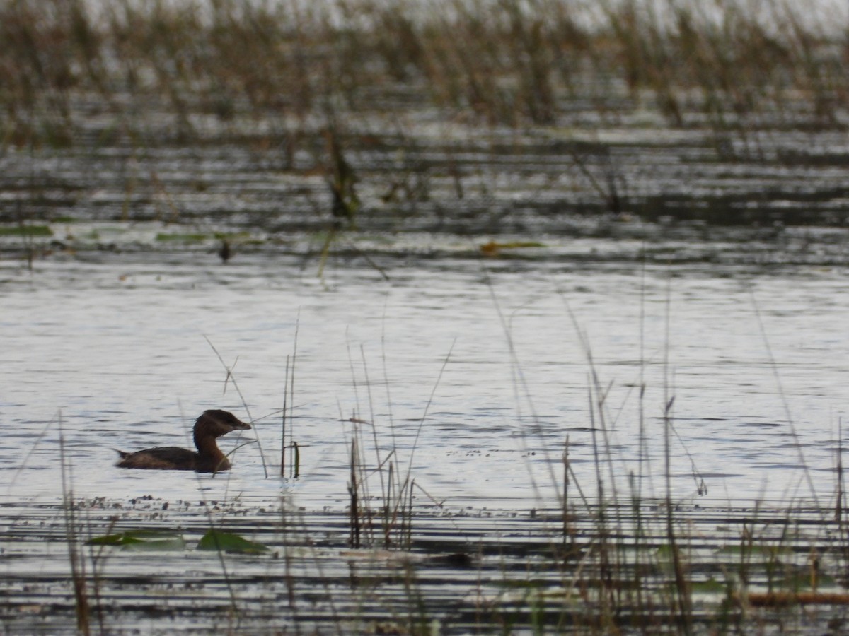 Pied-billed Grebe - ML609366733