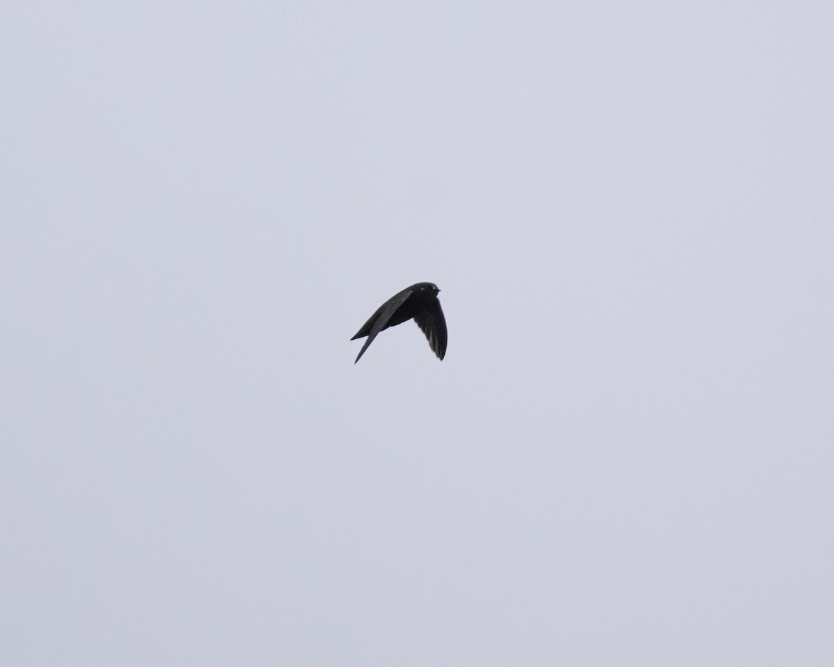 Spot-fronted Swift - ML609366741