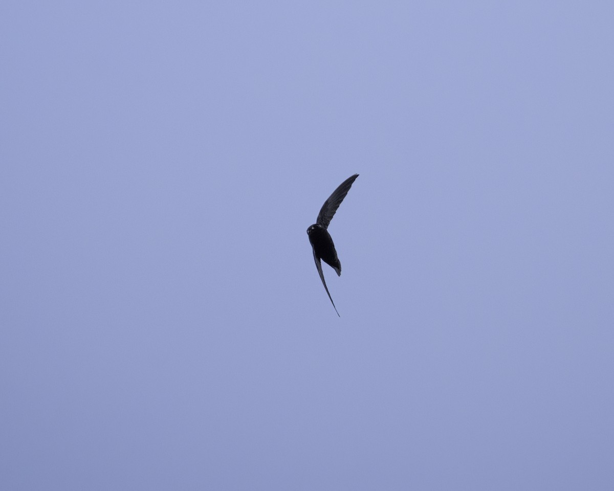 Spot-fronted Swift - ML609366742