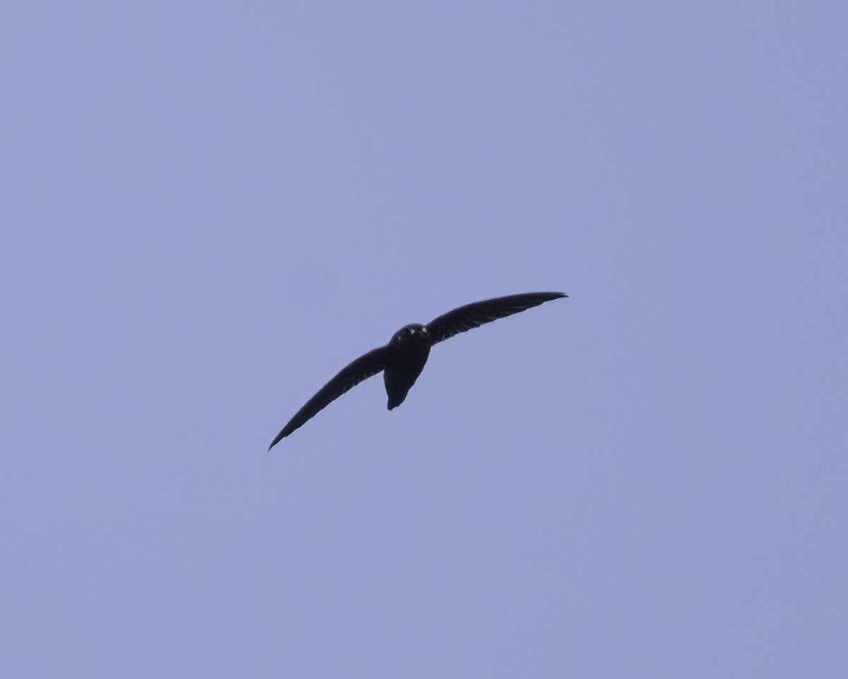 Spot-fronted Swift - ML609366743