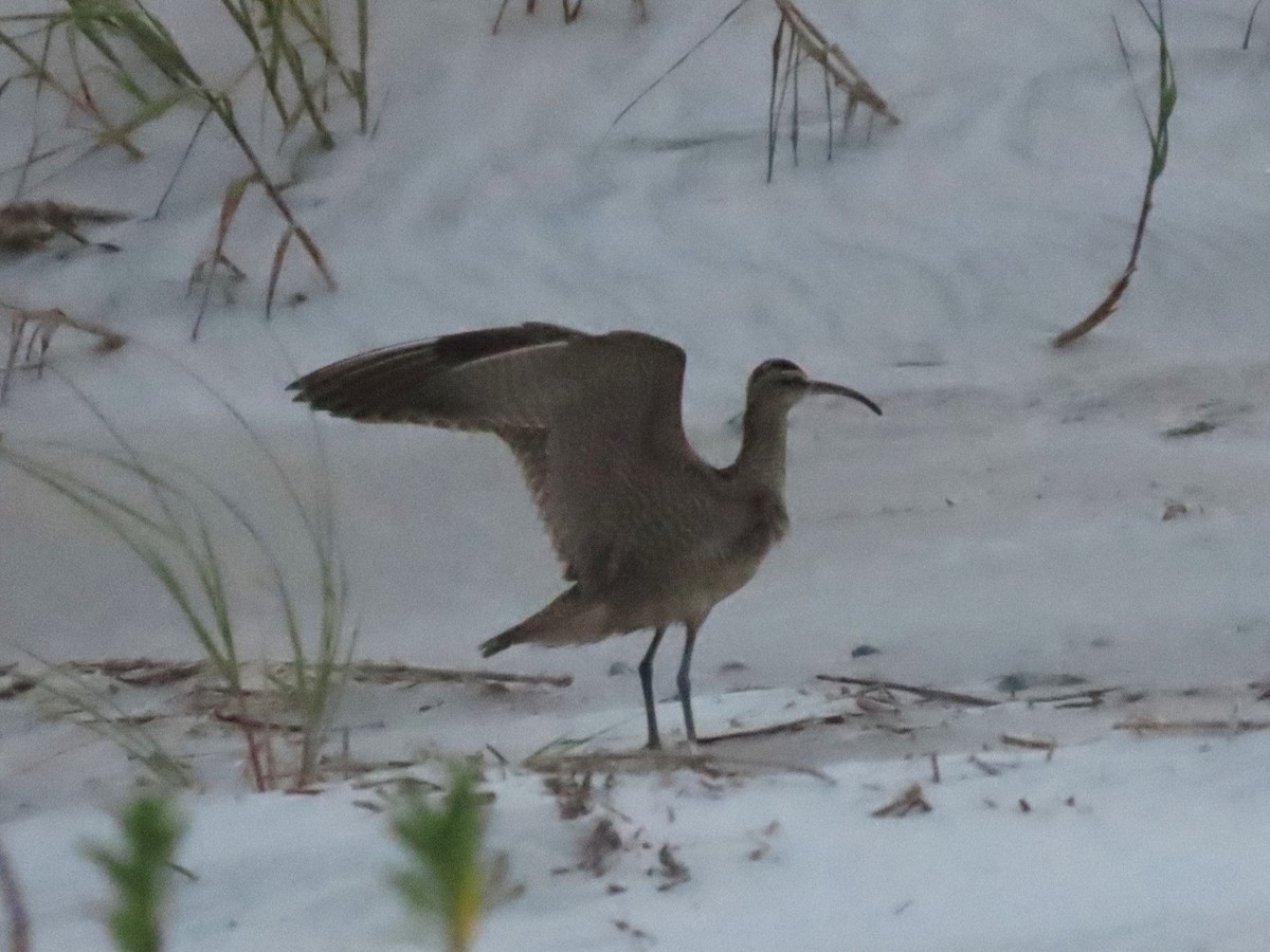 Regenbrachvogel - ML609366751