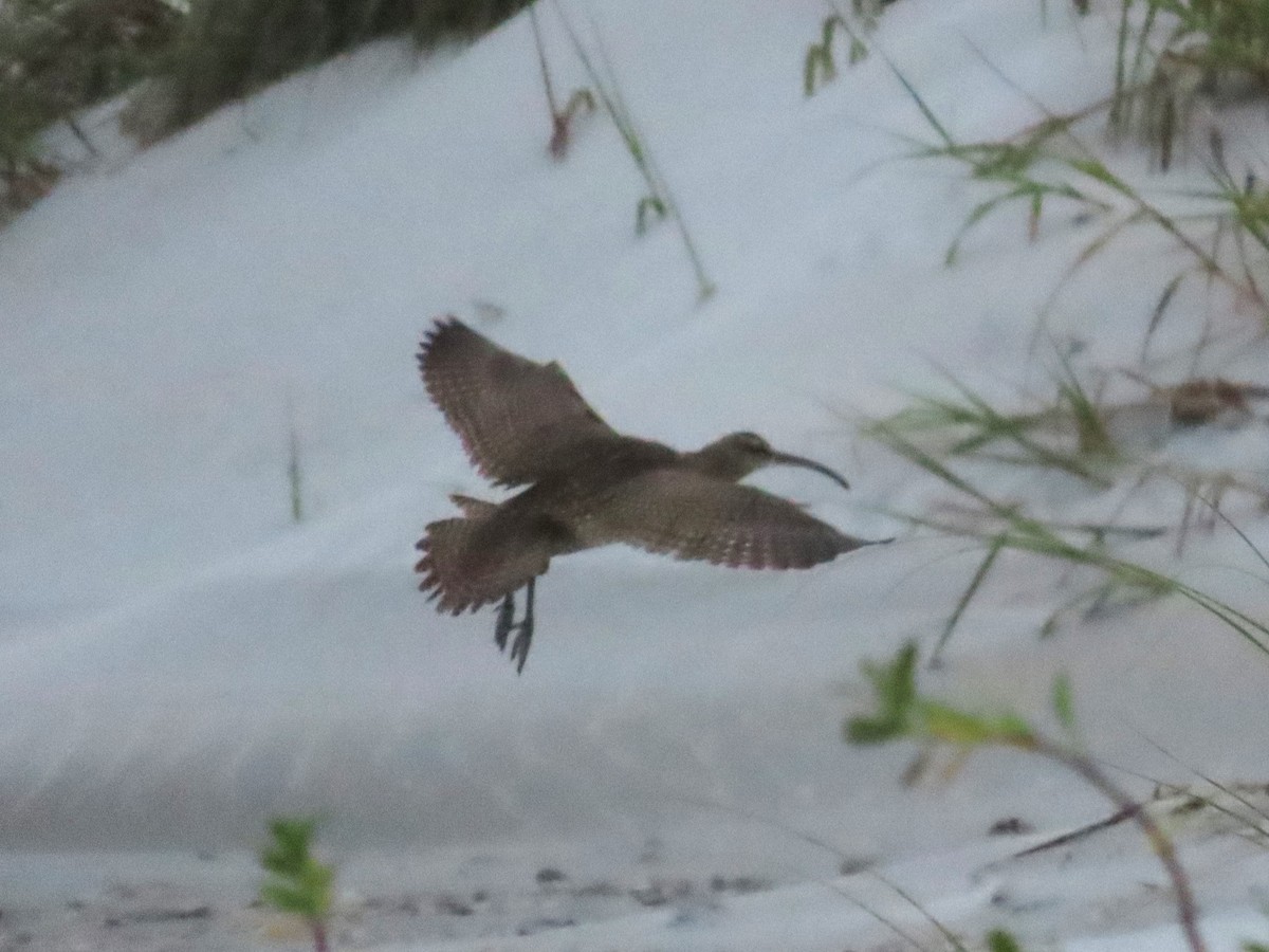 Regenbrachvogel - ML609366752