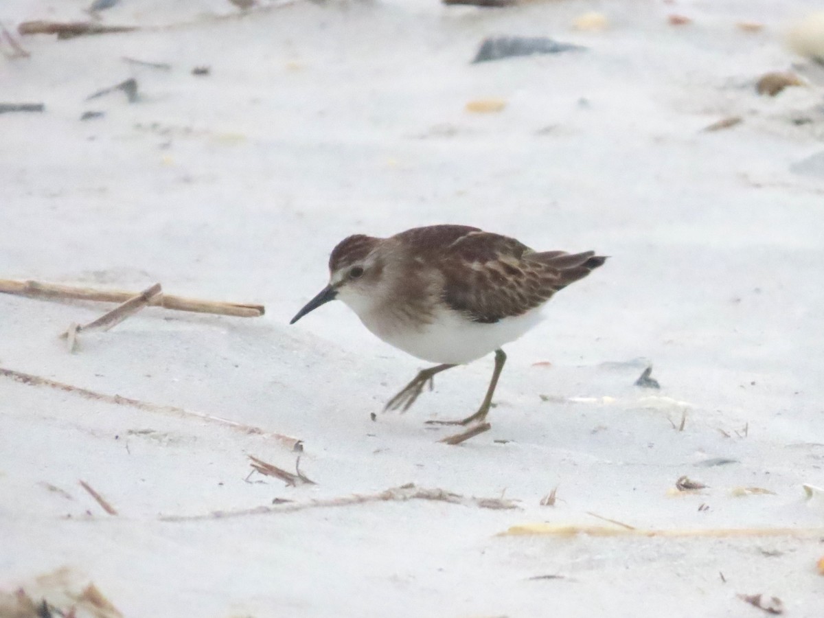 Least Sandpiper - Teresa Noel