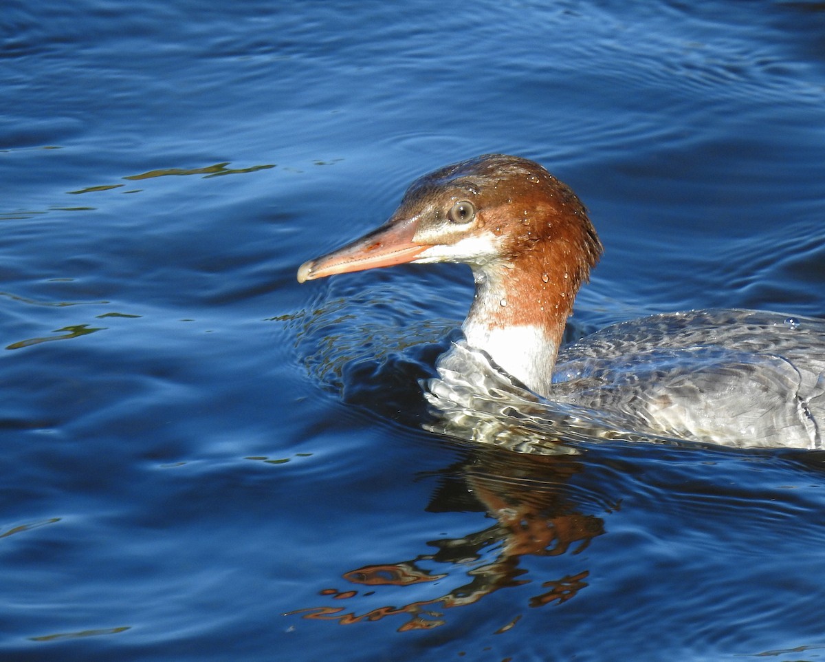 Common Merganser - ML609366813