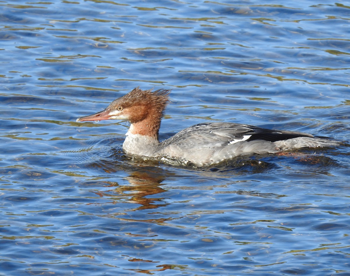 Common Merganser - ML609366816