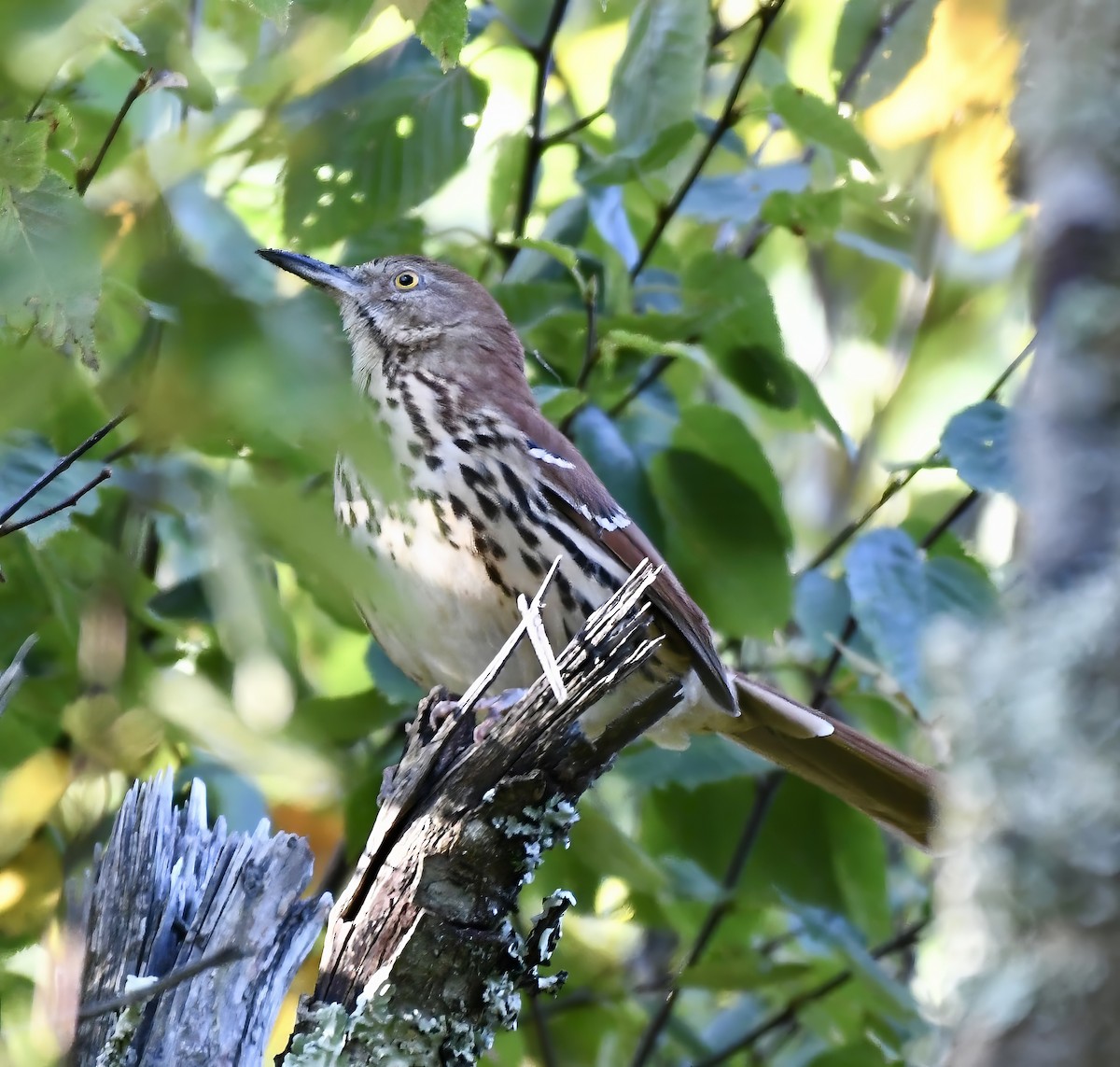 Brown Thrasher - Suzanne Zuckerman