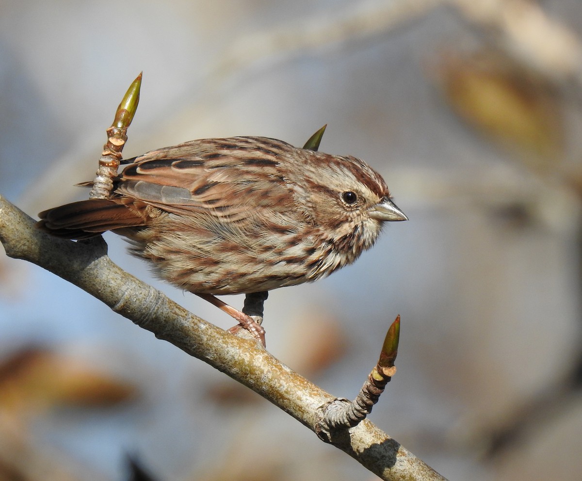 Song Sparrow - ML609366830