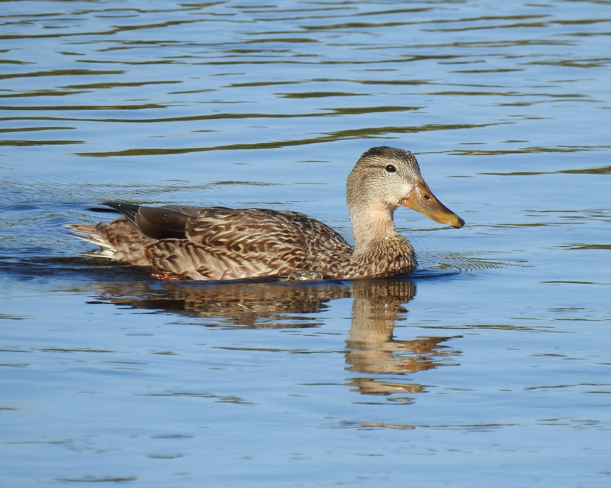 Mallard - ML609366844